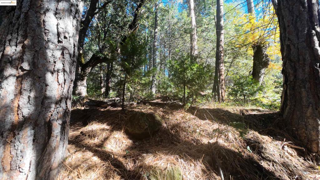 22443 Broken Bough Ln