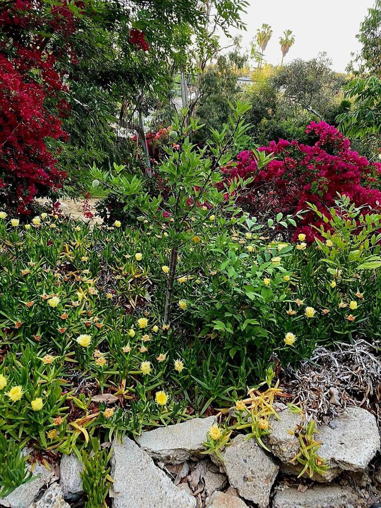 La Mesa - Residential