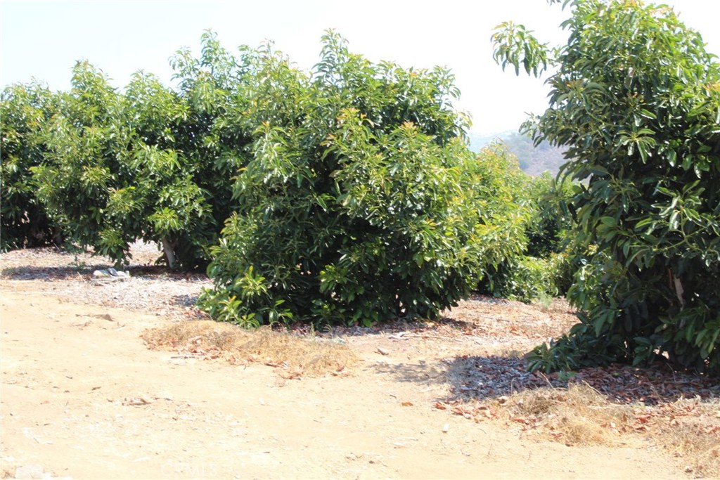 Amazing nearly 20 acre avocado grove comprised of 2 parcels (938-210-004 - 8.47 acres and 938-210-005 - 10.25 acres) that have been impeccably maintained is now available. Many new trees have been planted in the past few years, many possibilities exist including maintain as is for the agricultural returns, develop an estate home at the top of the grove taking advantage of the 360 degree panoramic view, or develop a family compound since there are two parcels that could be developed as home sites. The property is also adorned with many ancient oak trees and a year round stream that borders the property line. Paved roads front the property on Via Vaquero and on Via De Los Robles and the rear parcel can be accessed by way of the deeded cul-de-sac.