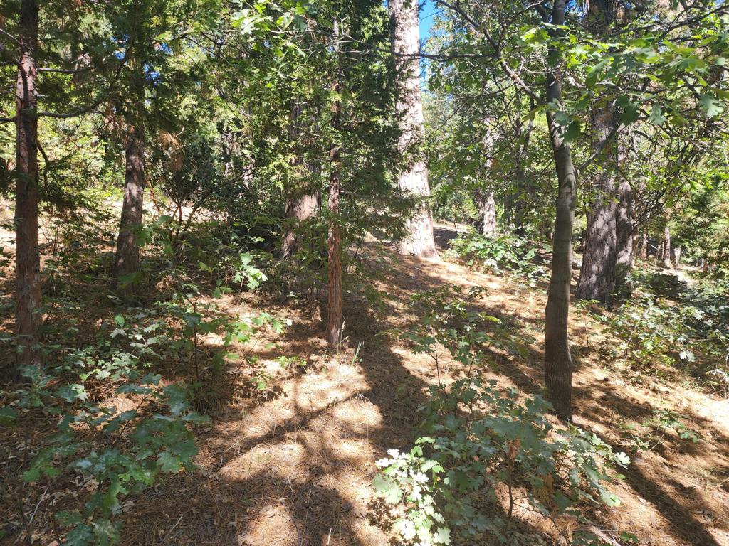 0 Grass Valley