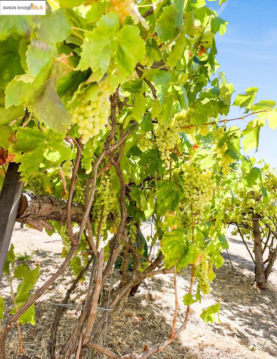 SAN MARCO - Residential