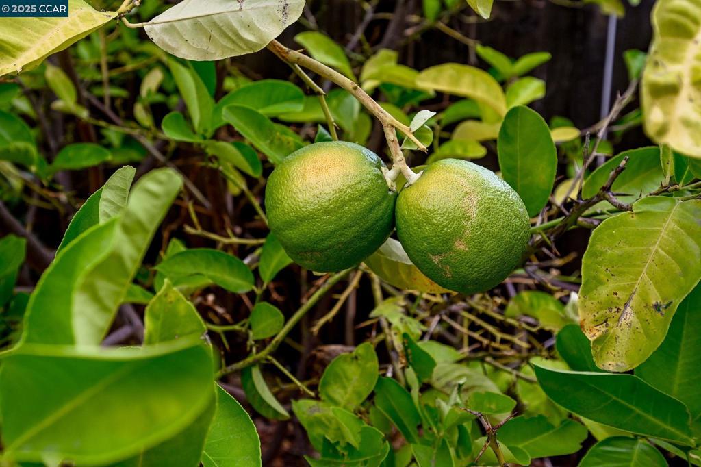 MITCHELL CANYON - Residential