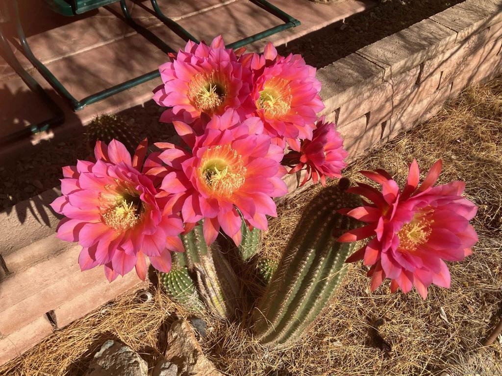 Borrego Springs - Residential