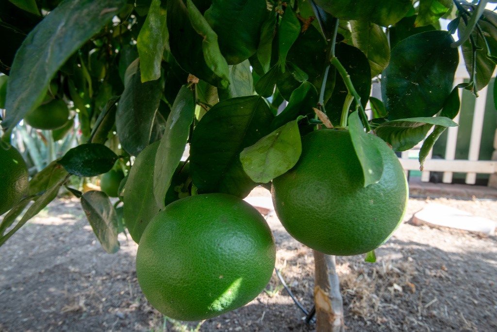 Simi Country Estates Mobile (243) - Manufactured In Park