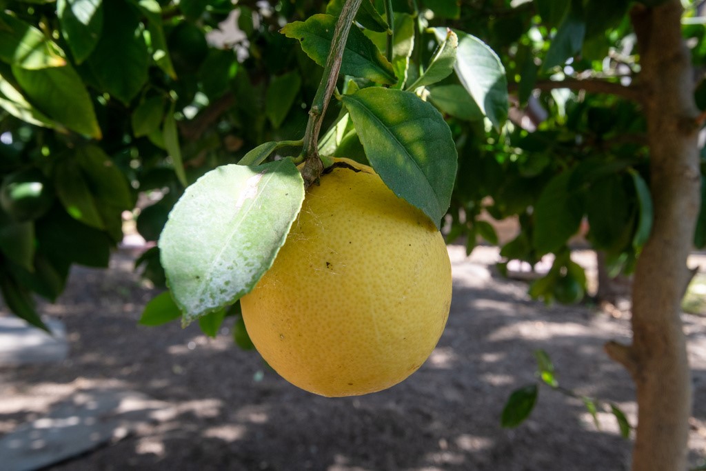 Simi Country Estates Mobile (243) - Manufactured In Park