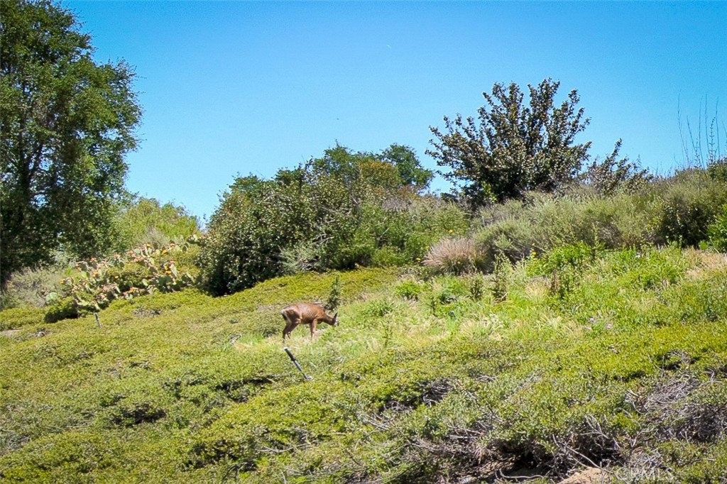 85 Mira Mesa