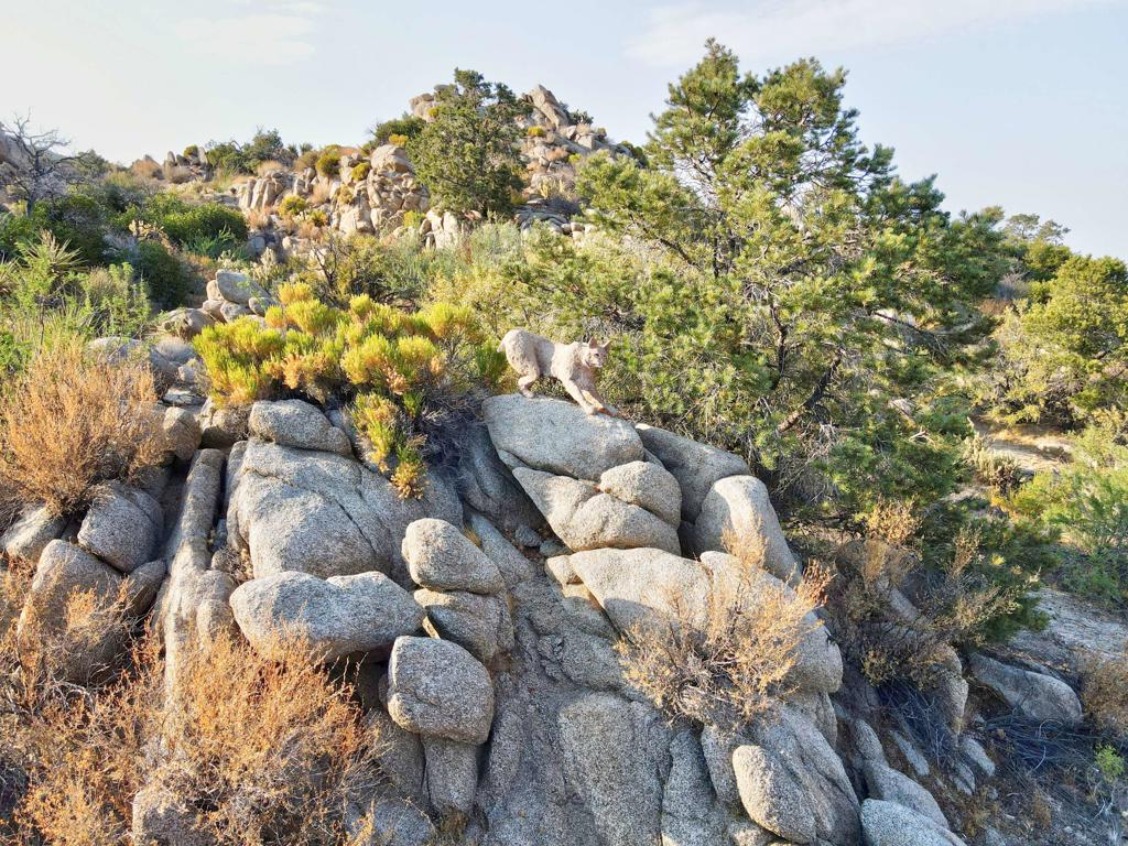 Pinyon Crest - Residential