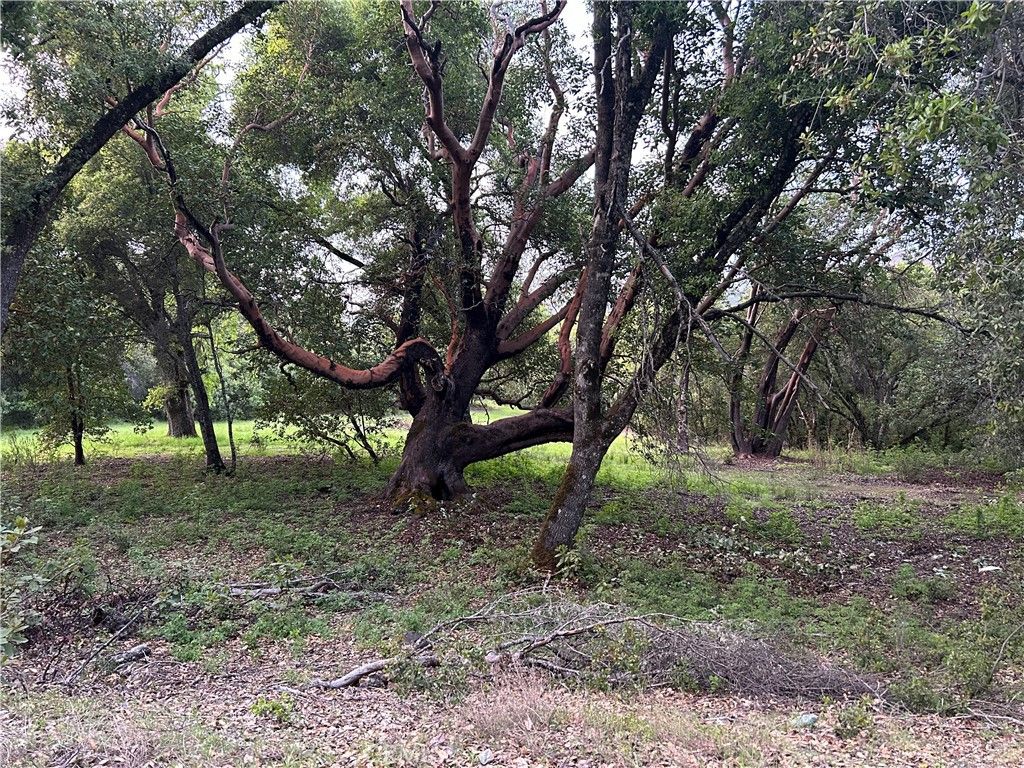 listing image 130728979011043564507