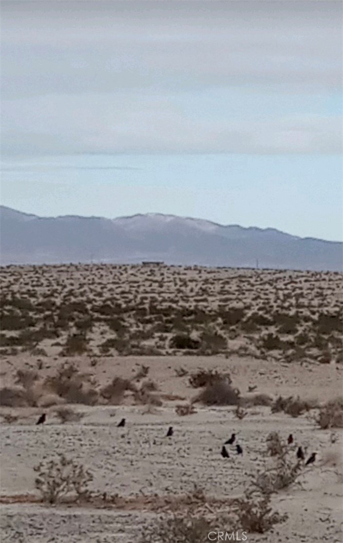 Twentynine palms is experiencing growth!! Known as Wonder Valley, this vacant 5-acre flat parcel is mere minutes from downtown 29 palms and is ready to build your desert oasis on! Also, for your desert enthusiasts, you will love being nearby Cleghorn Lakes Wilderness, Sheephole Valley Wilderness, and Joshua Tree National Park. Don't miss out on a great opportunity! Make an offer today!