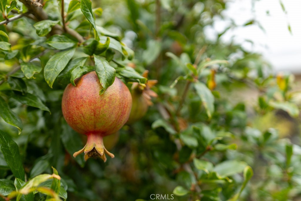 Plaza South of Spring (PZS) - Residential Lease