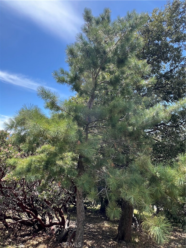 Arrowhead Woods (AWHW) - Land