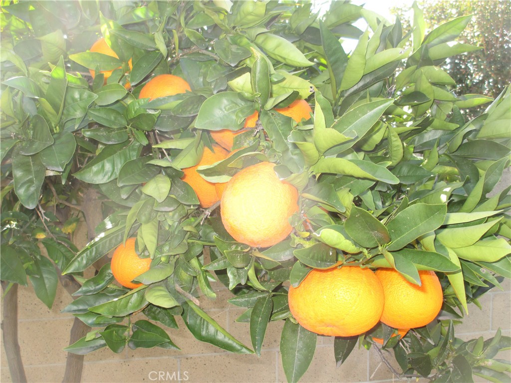 Los Altos/South of Fwy (LSF) - Residential Lease