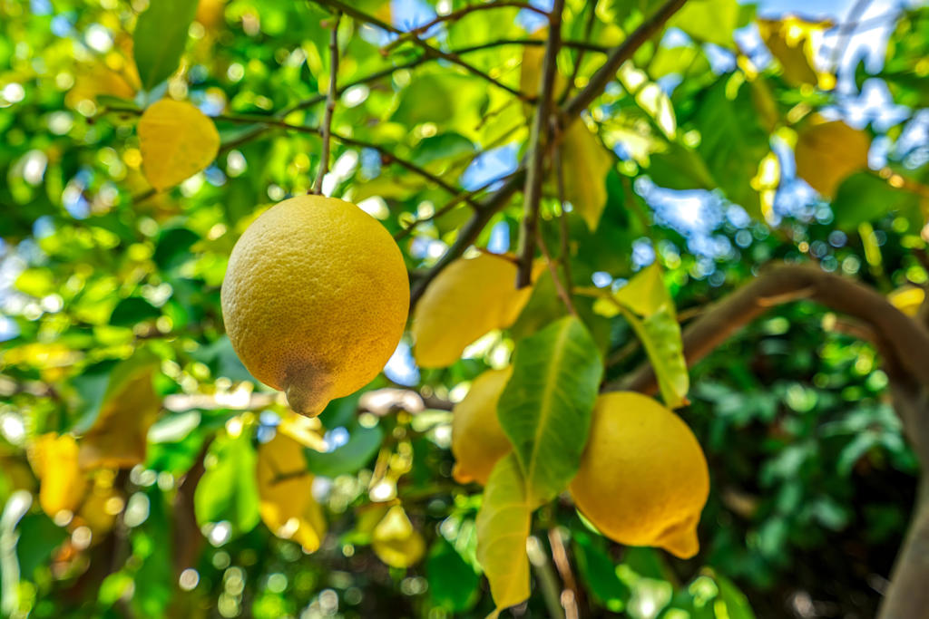 Tahquitz River Estat - Residential