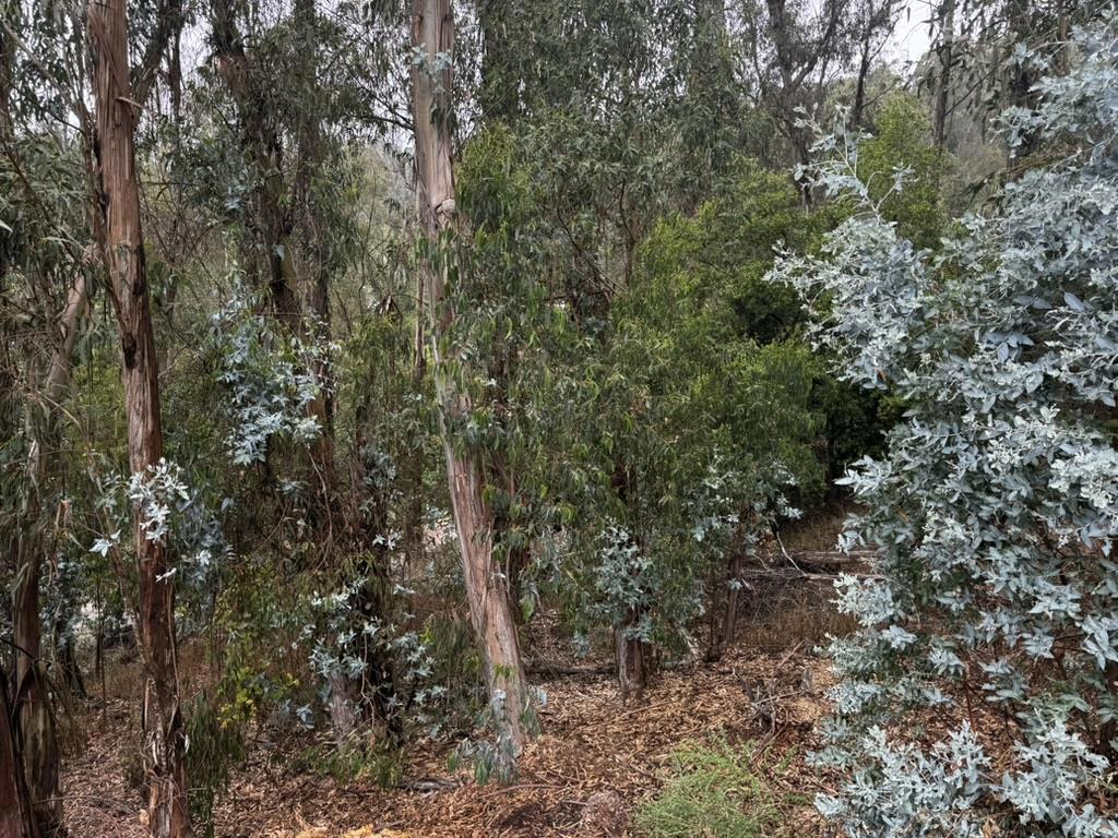 Great Montclair location right across the street from the Montclair Swim Club. Great opportunity on this eucalyptus-filled space. Seller owns three parcels of land which he would like to sell as a package deal for $200,000: APN 48F-7378-64 (6595 Thornhill - 12,000 square foot lot) / APN 48F-7378-65 (6587 Thornhill - 11,700 square foot lot) / APN 48F-7378-68 (13,150 square foot lot). Each lot can be purchased individually for $70,000 each. Buyers are to verify the lot square footage and buildability.