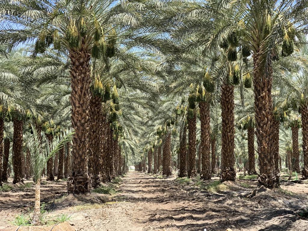 Prime Coachella Valley Date Ranch. In the Opportunity Zone. In the sphere of influence of the City of Coachella, one of the fastest growing cities in Riverside County. Near Thermal Motorsports Club and Jacqueline Cochran Regional Airport. Easy access to Expressway 86 and I-10. Irrigated with Coachella Valley Water District, one of the lowest water rates in California. Prime fertile soil along the warm Coachella slopes.