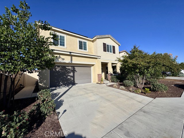24282 Red Spruce
