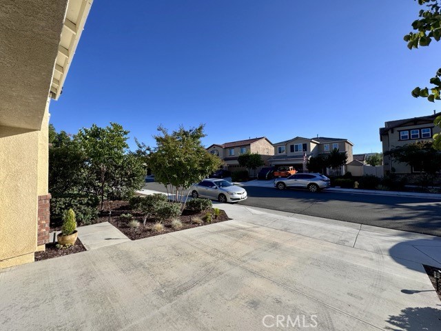 24282 Red Spruce