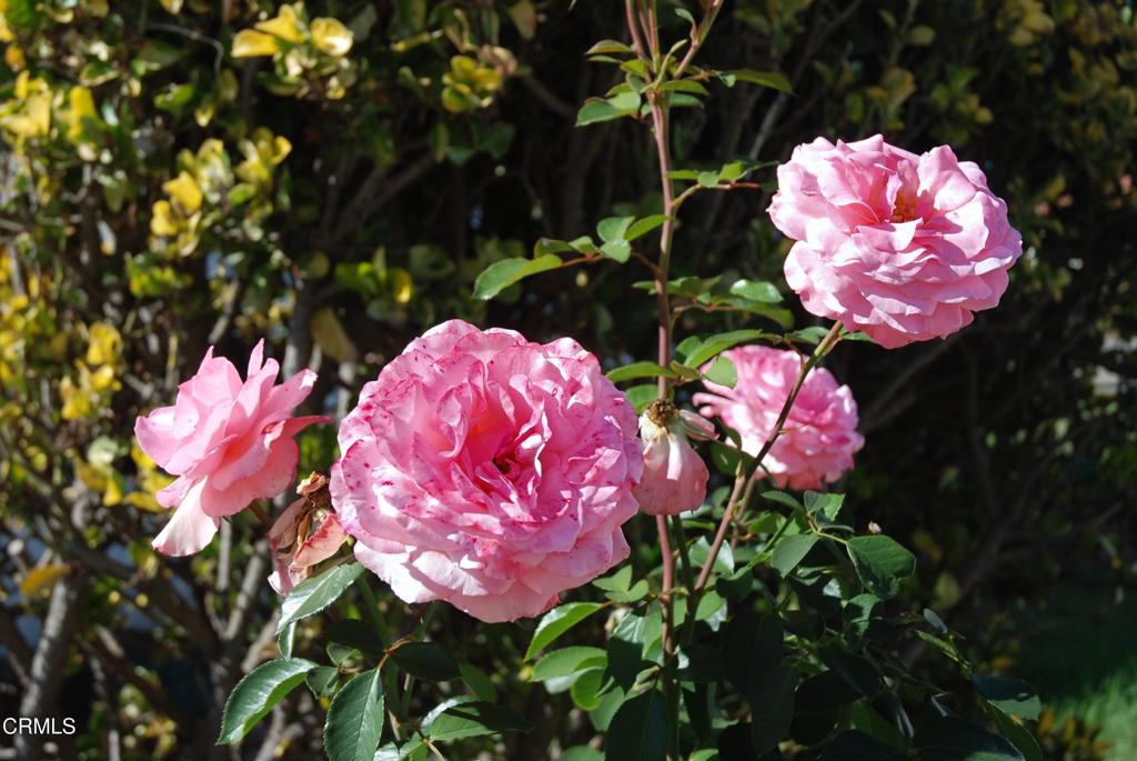 Casa Del Norte MHP - 1994 - Manufactured In Park