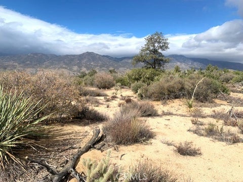 Photo of 368 Palm Canyon Drive, Mountain Center, CA 92561 (MLS # SW26173908)