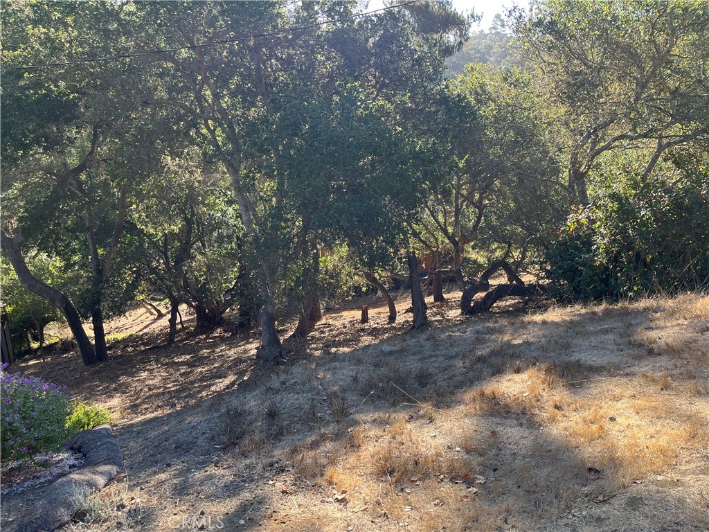 Gorgeous property with a gentle slope and beautifully arranged oak trees. A rural forested location with lots of wildlife including wild turkey and deer. Top of lodge hill with mountain and forest views. No water position. Buy and hold for now until the current building moratorium for new construction is lifted. Check CCSD and county websites (cambriacsd.org & slocounty.ca.gov) for info on the moratorium and allowable uses for property.
