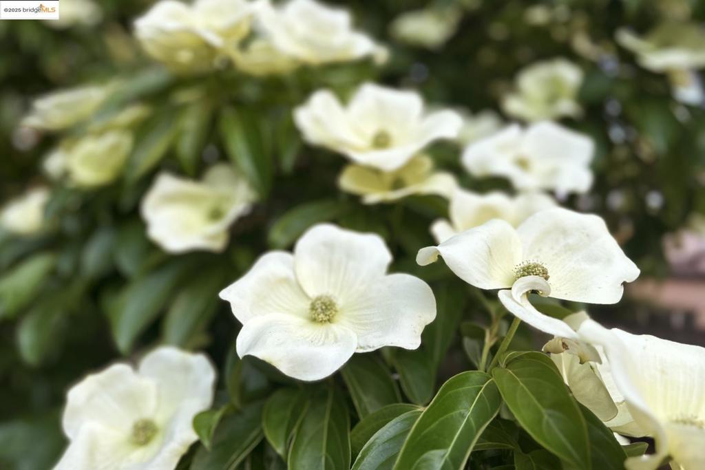 CENTRAL PIEDMONT - Residential