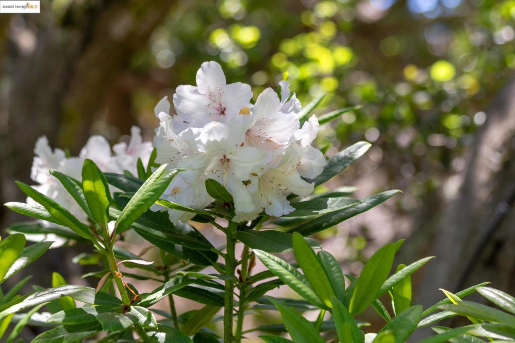 CENTRAL PIEDMONT - Residential
