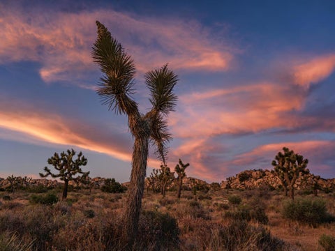 Photo of 0 Gods Way Love Road, Pioneertown, CA 92268 (MLS # 219153881DA)
