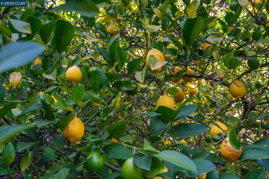 EL PINTADO - Residential