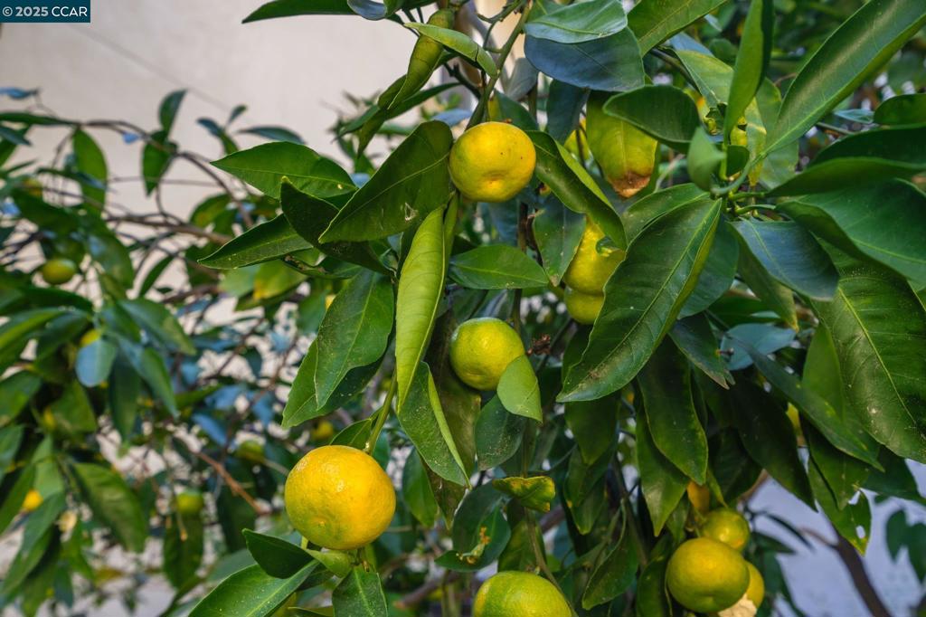 EL PINTADO - Residential