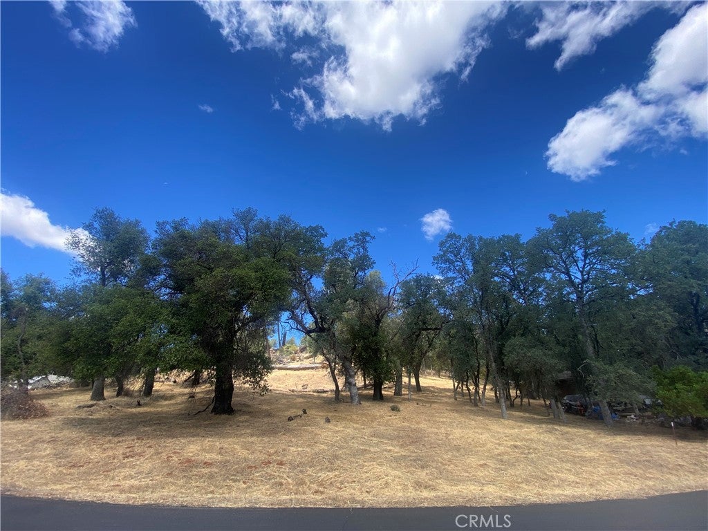 20393 Powder Horn