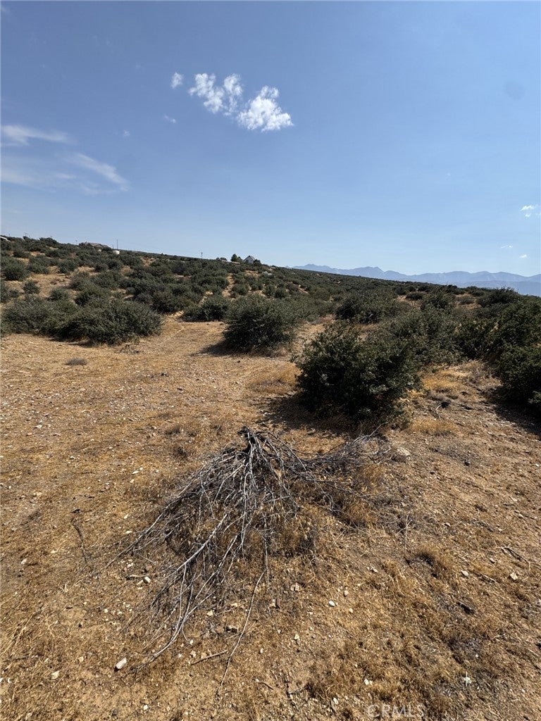 0 Mesquite