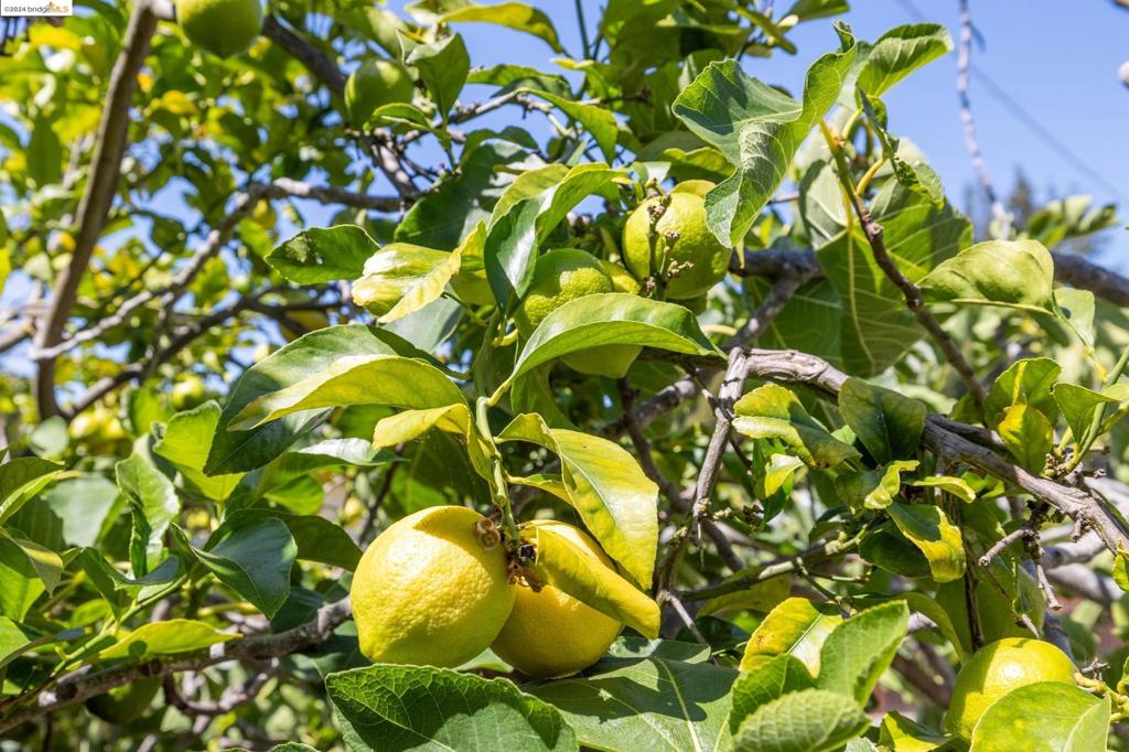 OAKMORE - Residential