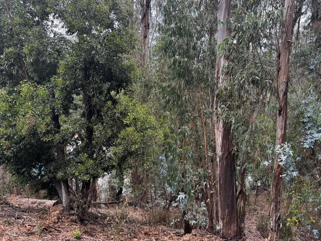 Great Montclair location right across the street from the Montclair Swim Club. Great opportunity on this eucalyptus-filled space. Seller owns three parcels of land and would love to sell as a package deal for $200,000: APN 48F-7378-64 (6595 Thornhill - 12,000 square foot lot) / APN 48F-7378-65 (6587 Thornhill - 11,700 square foot lot) / APN 48F-7378-68 (13,150 square foot lot). Each lot can be purchased individually for $70,000 each. Buyers are to verify the lot square footage and buildability.