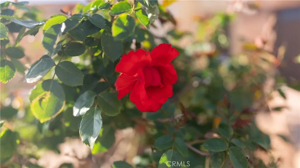 Fontana, California 92336, United States, 4 Bedrooms Bedrooms, ,4 BathroomsBathrooms,Residential,Active,157986