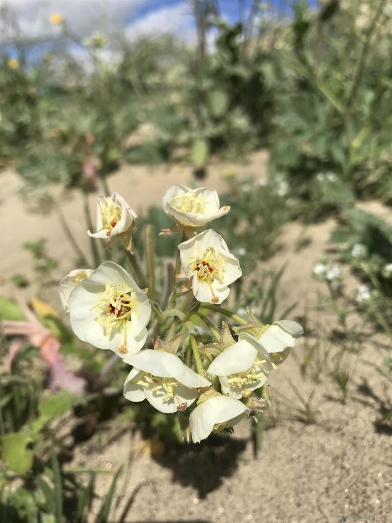 Borrego Springs - Land