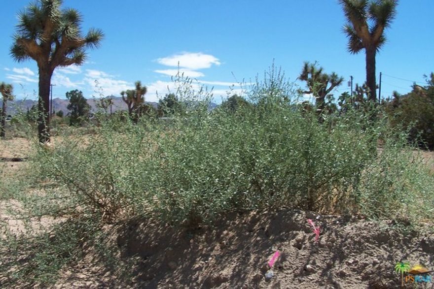 This is a real nice .7 acre parcel of Land which is very lush with plant life including Joshua Trees. There is water and power in the street. The property is located on a paved road, just minutes from downtown Yucca Valley or Joshua Tree. It is located in a nice development of homes and not far from the elementary school on Avalon. Great Location and nice peek-a-boo views of the surrounding Hills and Mountains. Don't Wait - Call Now!!