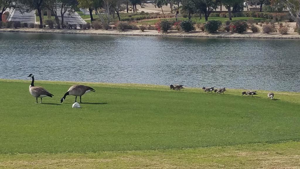 Trilogy - Residential