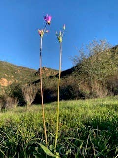 Photo of 32797 Mulholland, Malibu, CA 90265 (MLS # SR26168811)