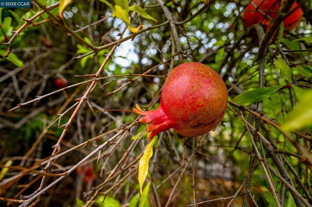 DANA HILLS - Residential