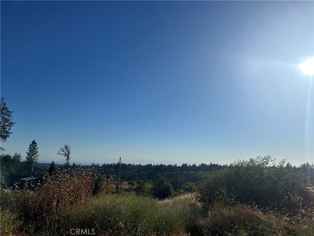 13753 Sugar Pine