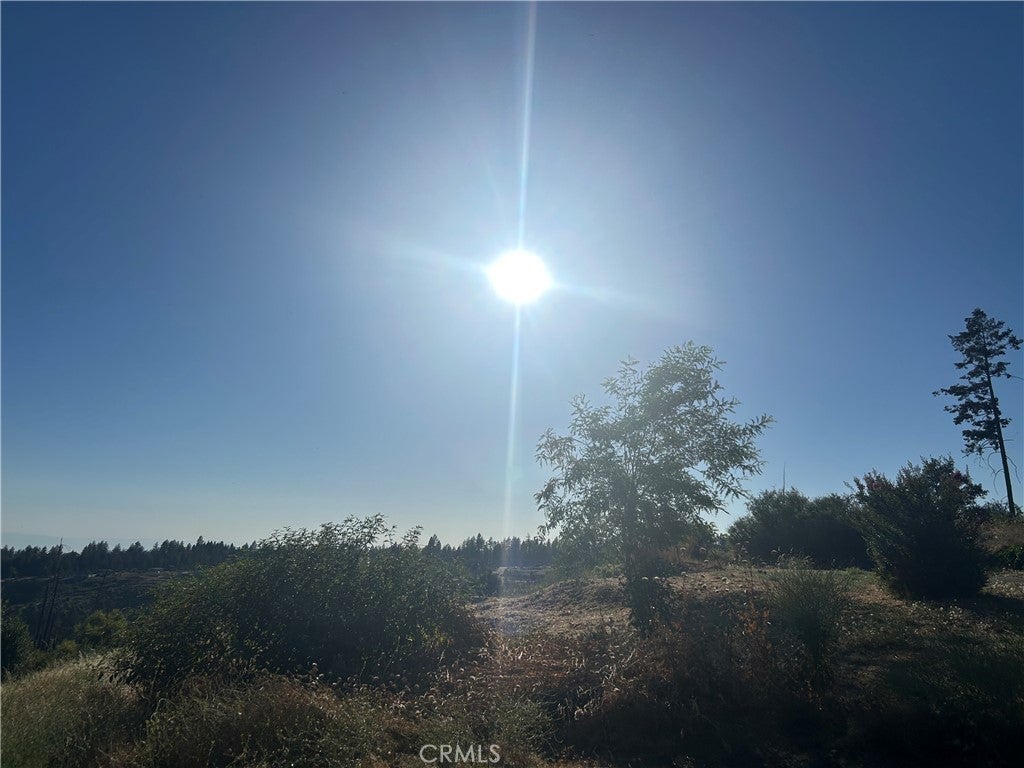 13753 Sugar Pine