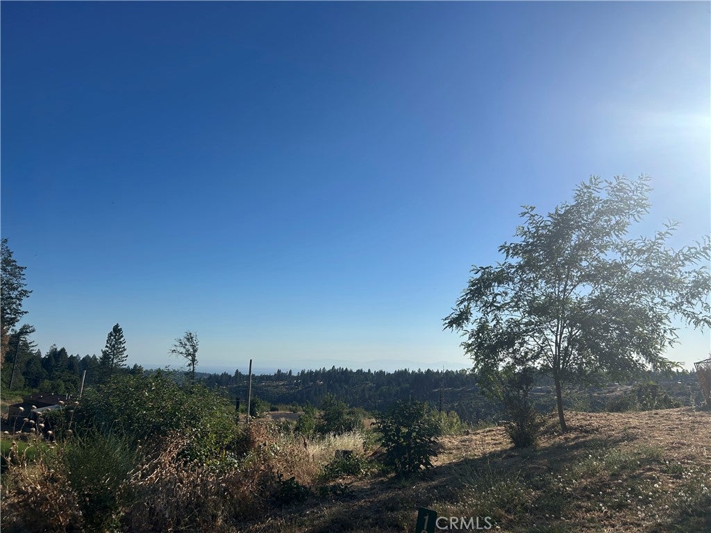 13753 Sugar Pine