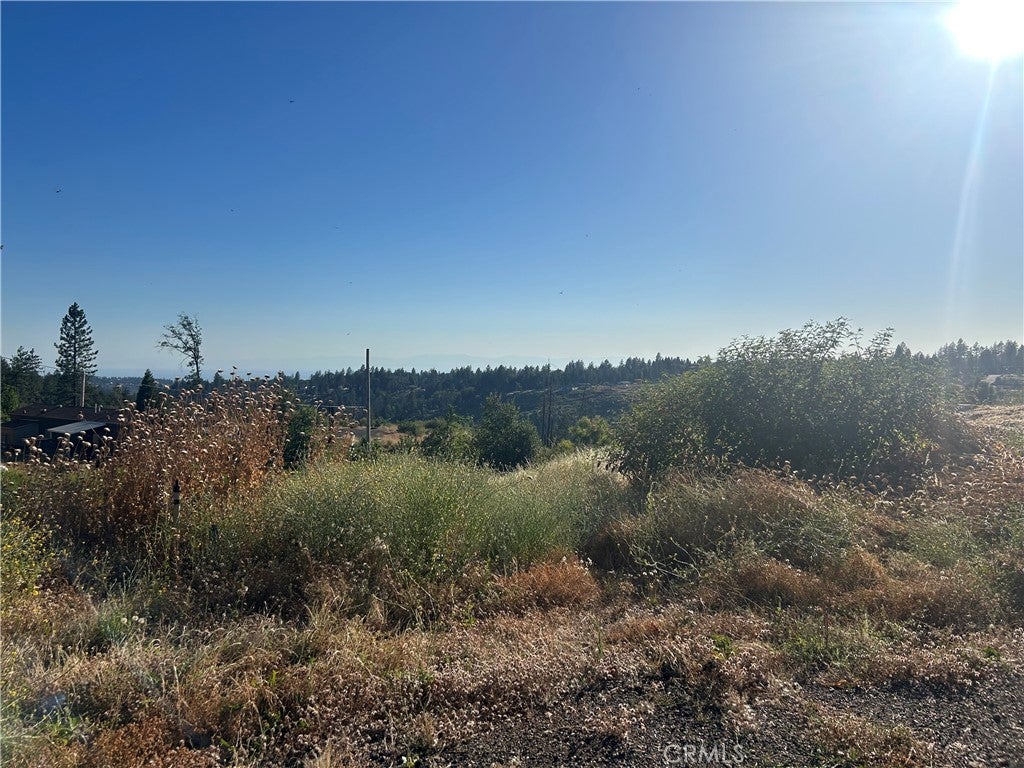 13753 Sugar Pine