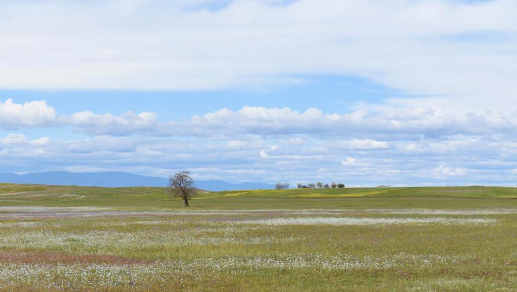 One single parcel of 4,663 acres including flat to hilly terrain up to 300' to 400' elevation. Rolling hills have been historically used for dry land farming of barley and wheat and seasonal cattle grazing. Surrounding areas include almonds, pistachios, olives and vineyards. Portions may offer possible development into permanent crops with a new irrigation system and wells. A secondary source of water may be from adjacent Orland-Artois Water District. This is a private, secluded property with easy access on paved County Roads, just minutes from Hwy 5 and the Willows Airport. One hour north of Sacramento and two hours from the Bay Area. Priced at cattle ranch prices yet offering so much more.