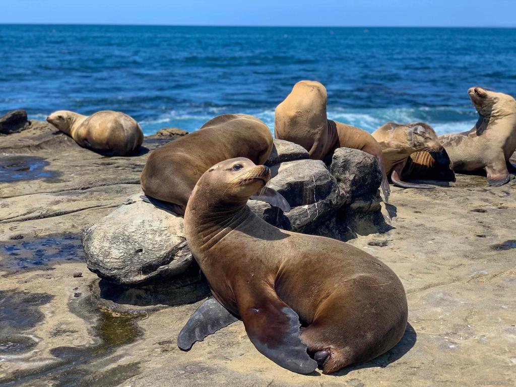 La Jolla - Residential