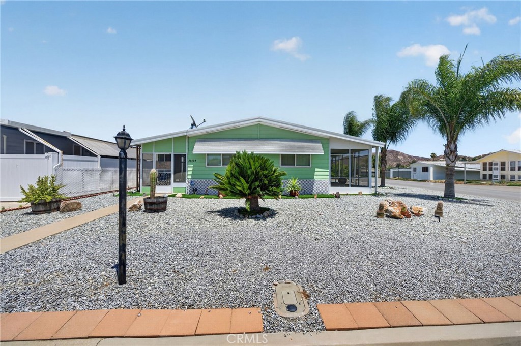 26164 Kentia Palm