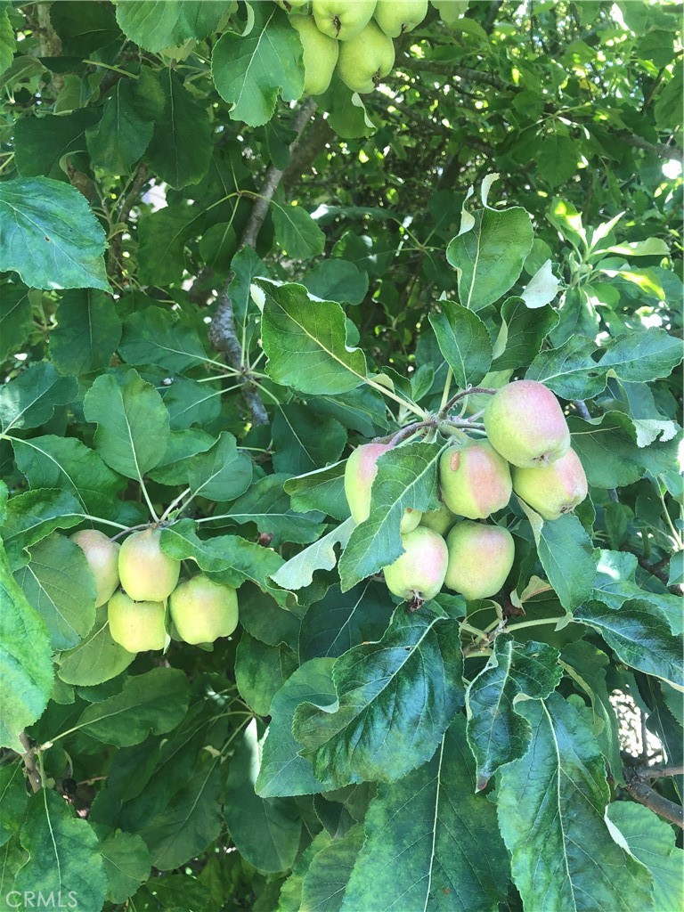 Sabella (SABE) - Residential