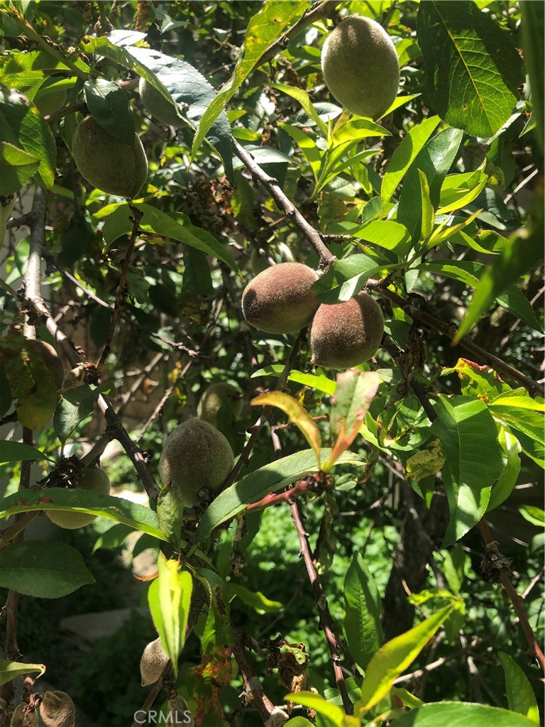 Sabella (SABE) - Residential