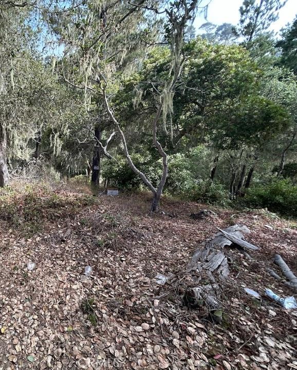 Cambria Pines Manor - Land