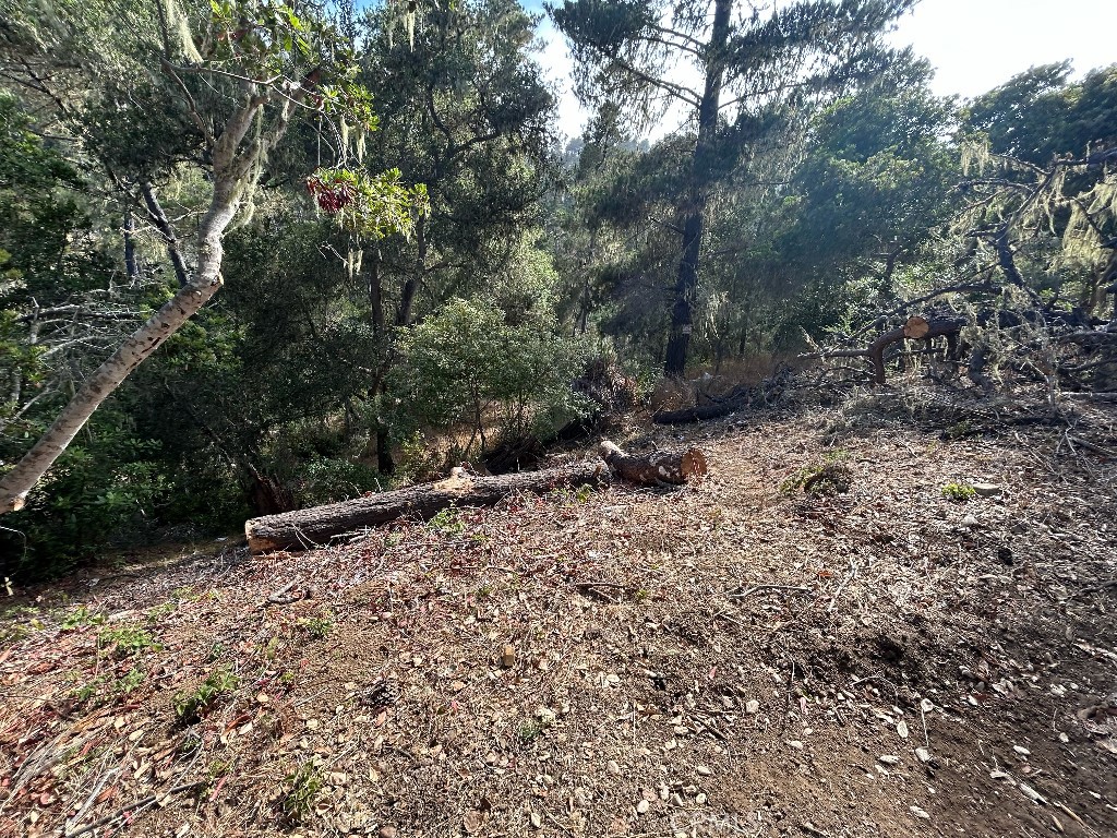 Cambria Pines Manor - Land